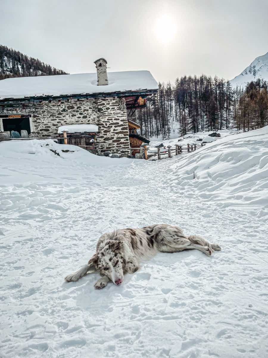 Chien Monal hiver Romy au Monal Hiver