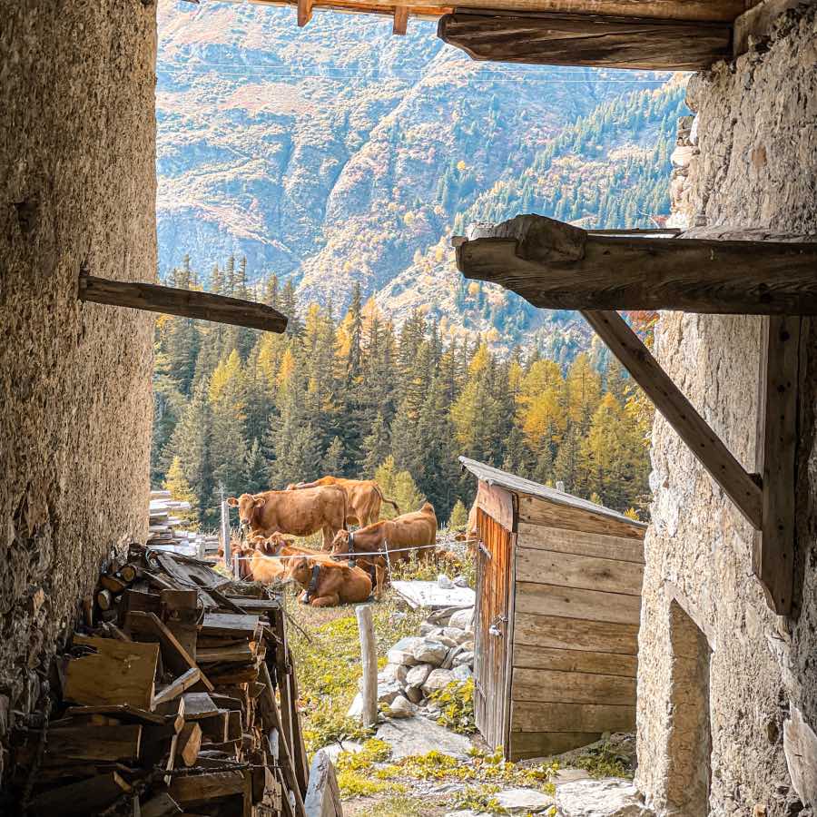 Hameau Echillon Automne Vaches sur la route