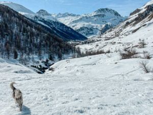 Balades avec enfants à Val d'Isère. Le Fornet Chien sur la route du pont saint charles
