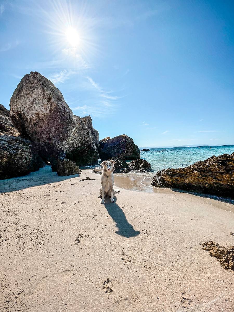 Plage Gd Sperone Chien sur la plage du Grand Spérone